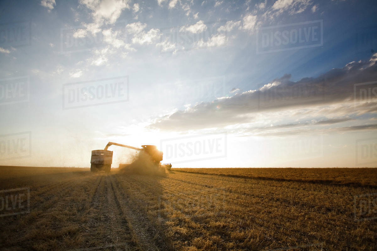 Combine Unloading Lentils Into Grain Truck, Saskatchewan Stock Photo