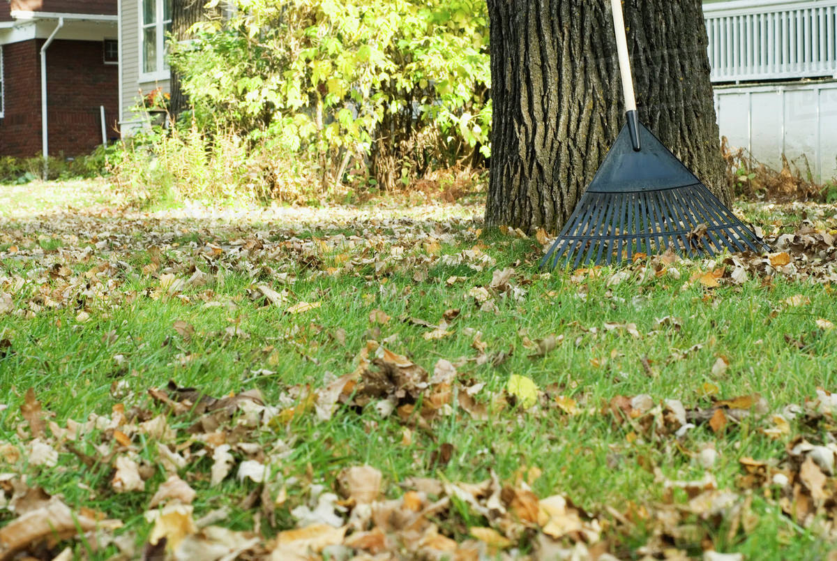 Rake Leaning On Tree, Winnipeg, Canada Stock Photo Dissolve