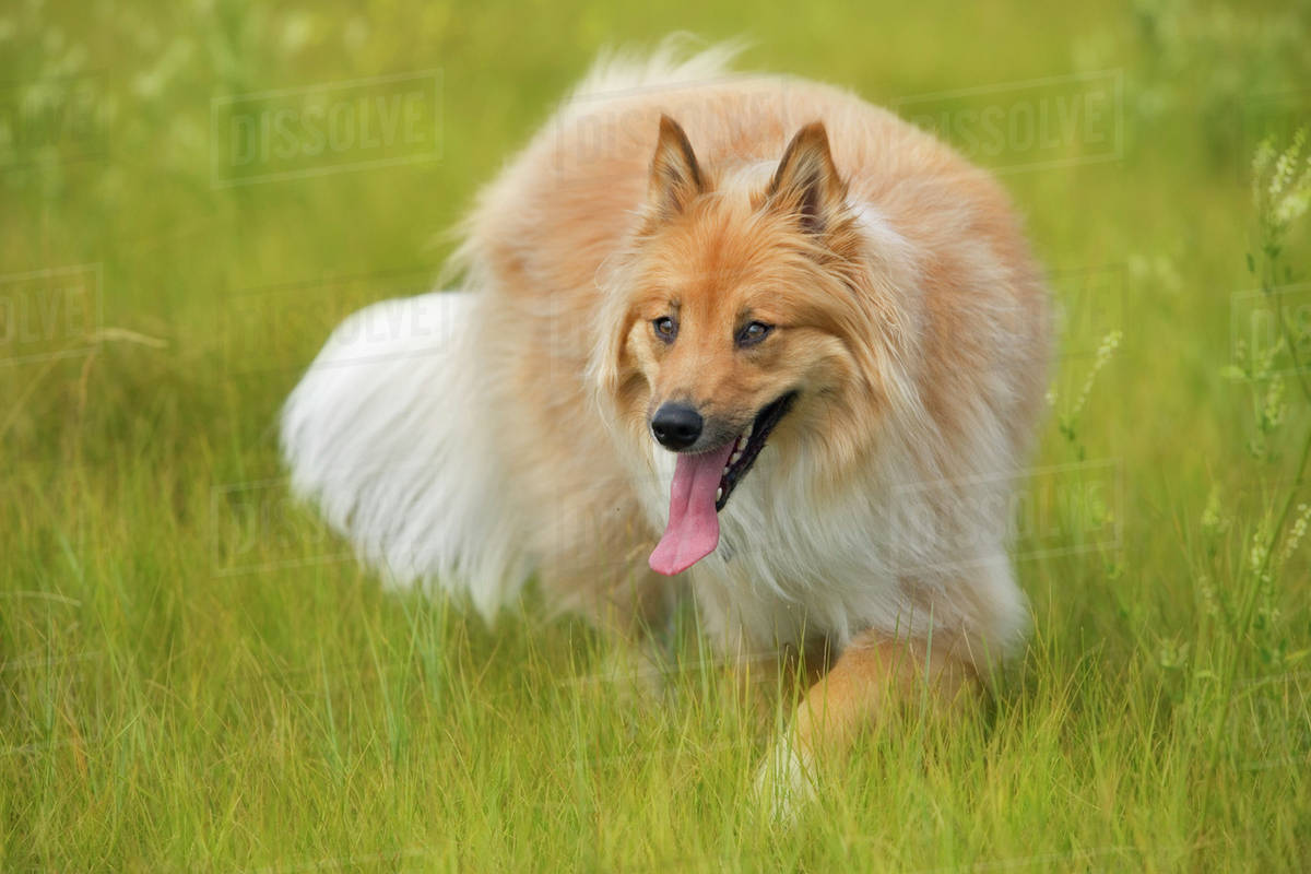 Tan And White Long Haired Mixed Breed Dog Stalking Alberta