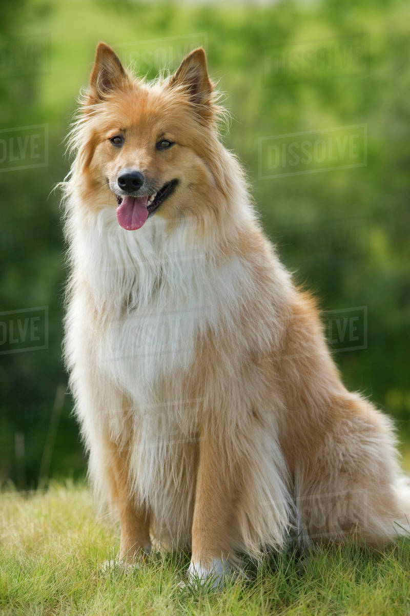 Tan And White Long Haired Mixed Breed Dog Canada Alberta