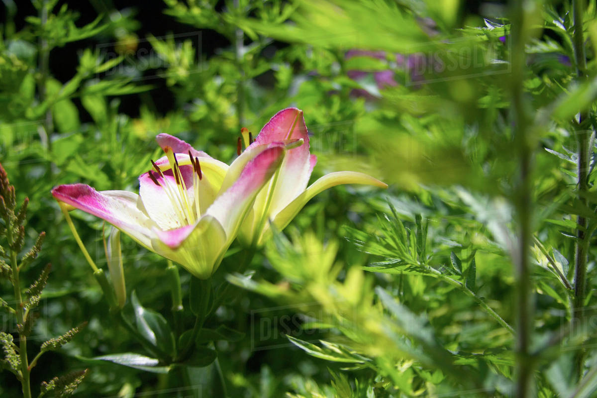 Trumpet Hybrid Lilies In A Garden, Canada, Ontario Stock Photo Dissolve