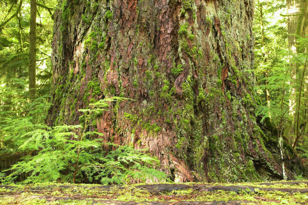 Rainforest, Cathedral Grove, Bc, Canada Stock Photo Dissolve