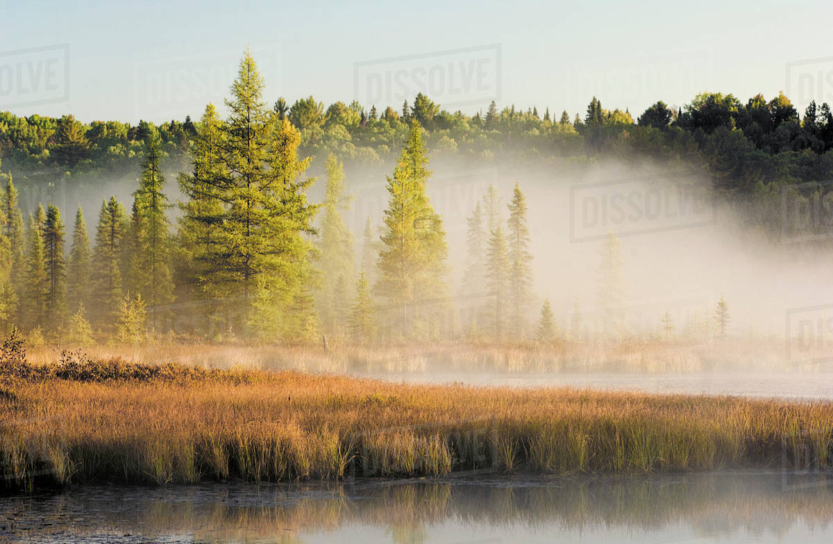 Wetlands At Sunrise. Balsam Fir, Tamarack And Eastern White Pine Trees