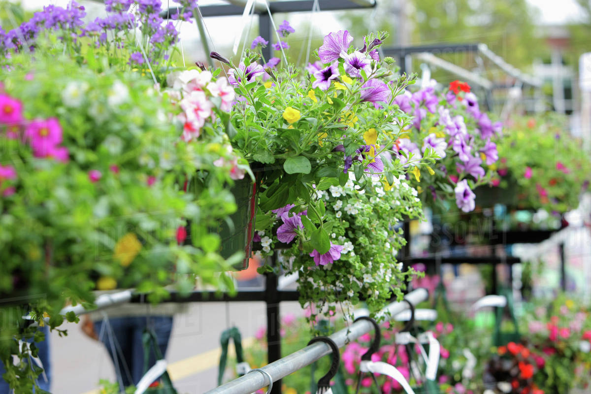Hanging Plants For Sale; Gresham, Oregon, United States of America