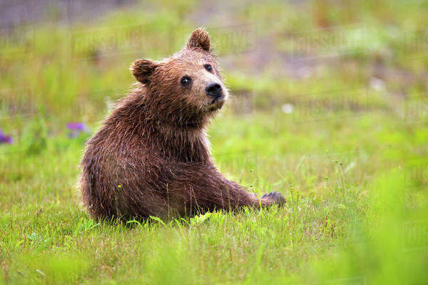 Brown bear cub at lake clarke national - D869 37 940 600 