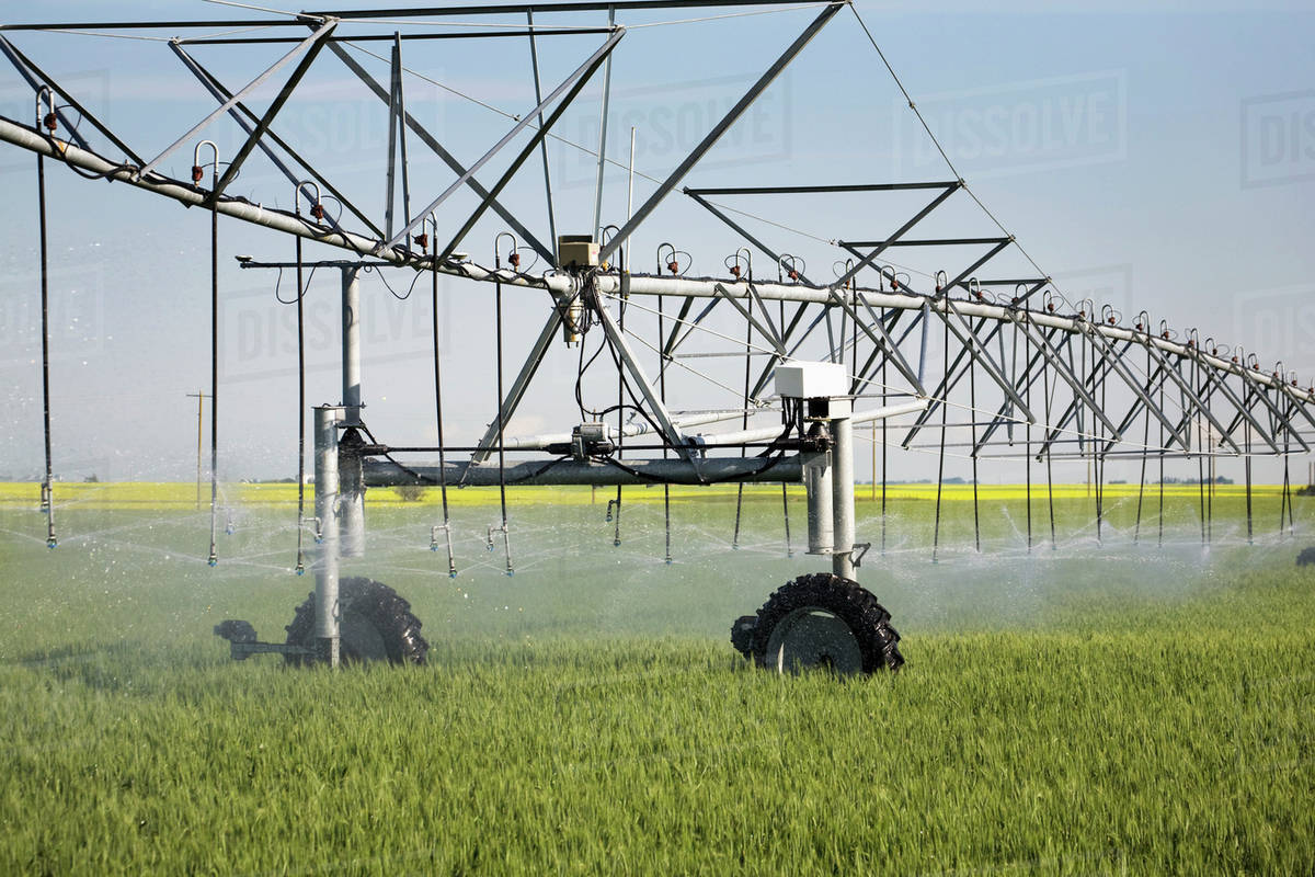 Large irrigation system spraying in a green wheat field with a