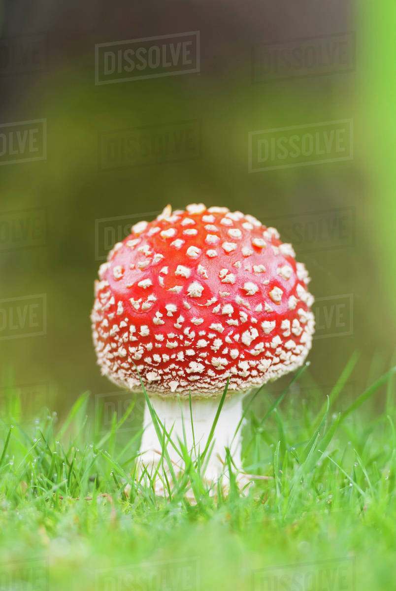 A red mushroom;Ireland Stock Photo Dissolve