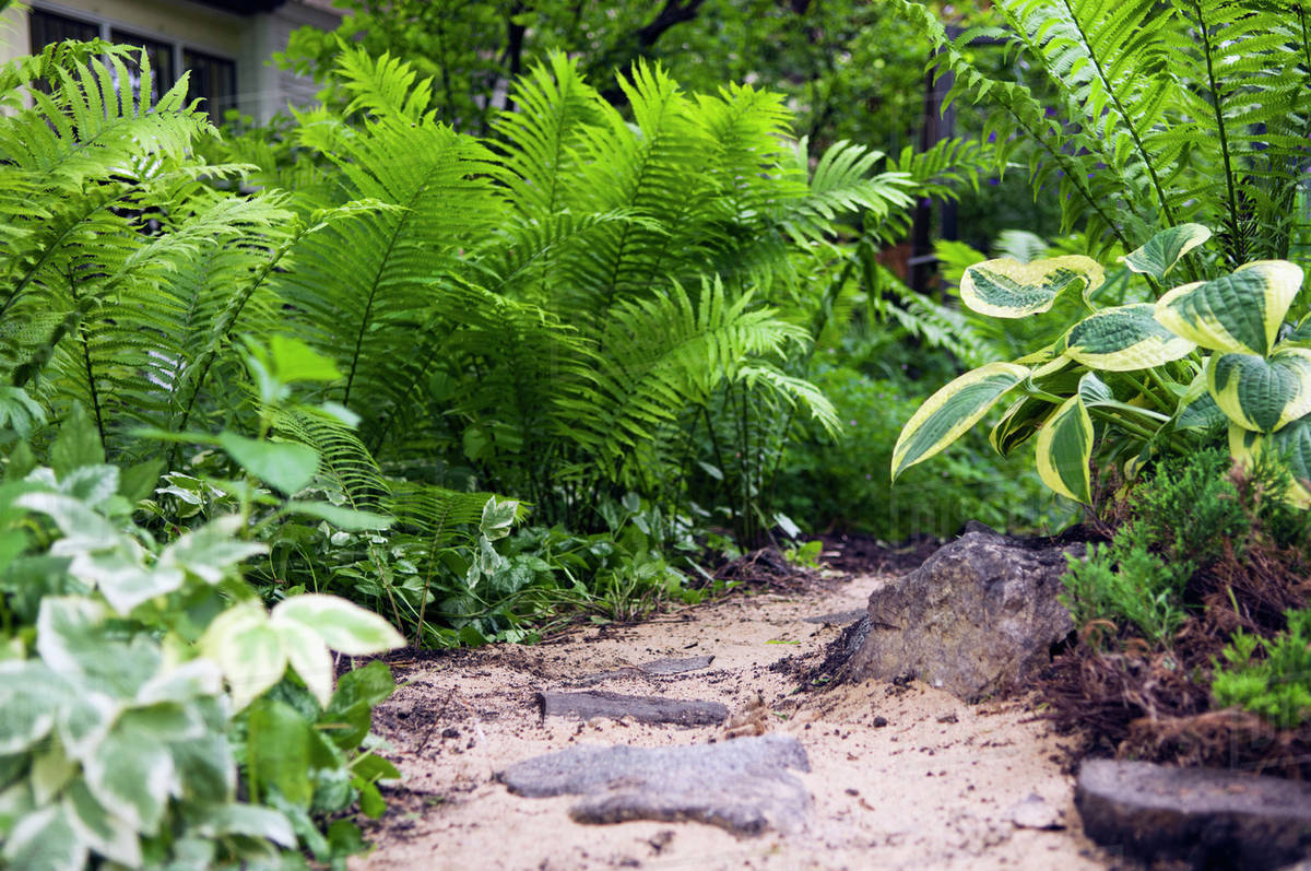 Home garden with ferns on a pathway; winnipeg manitoba canada Stock