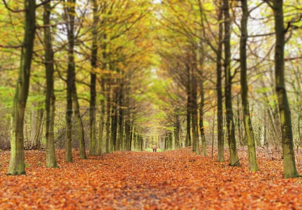 Avenue Of Trees In Autumn; Amsterdam, The Netherlands Stock Photo
