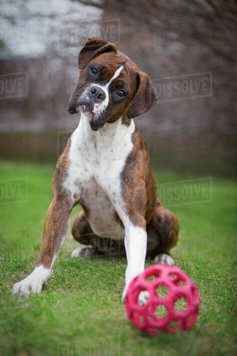 A Boxer Dog Sits With A Ball On The Grass; Edmonton, Alberta, Canada