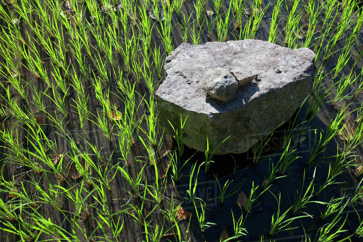 A Large Rock Sits In A Rice Field In The Ifugao Stone-Walled Rice ...
