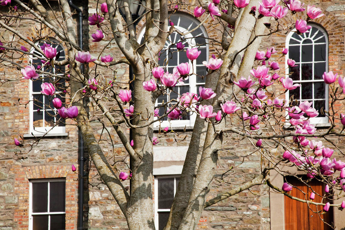 Magnolia Tree In Front Of A Building; Kinsale, County Cork, Ireland