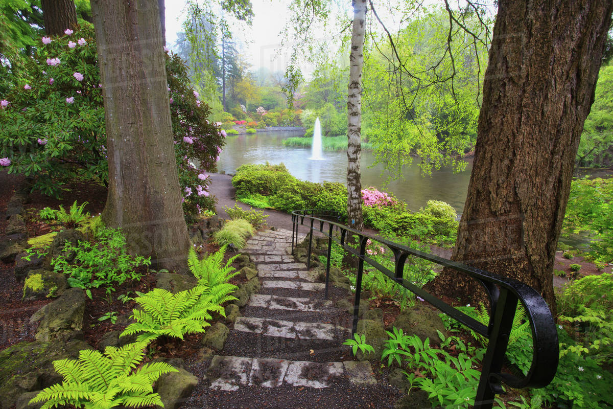 Spring Flowers In Crystal Springs Rhododendron Garden; Portland, Oregon