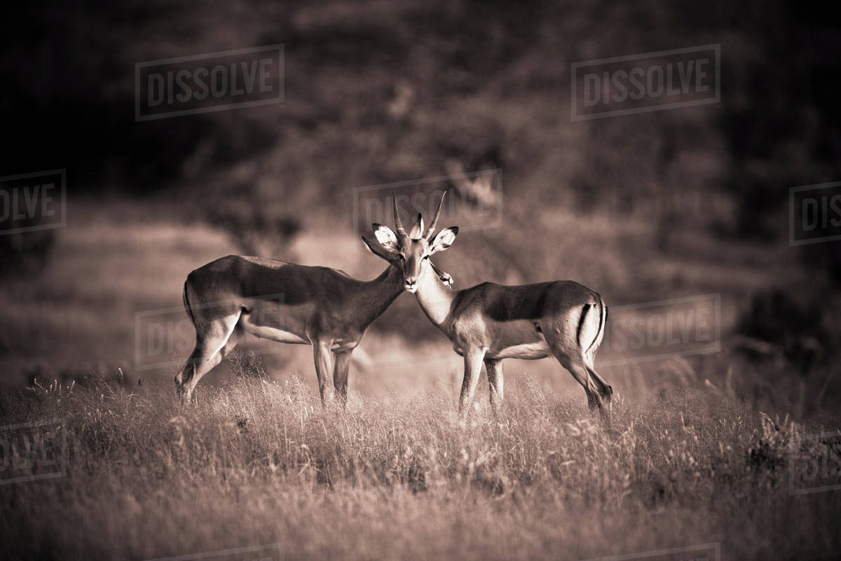 Two Antelopes In A Field; Samburu, Kenya Stock Photo Dissolve