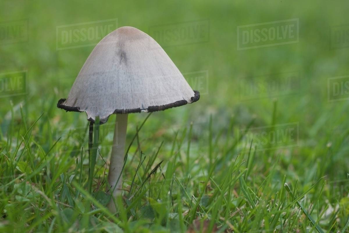 A Mushroom Growing In The Grass Stock Photo Dissolve