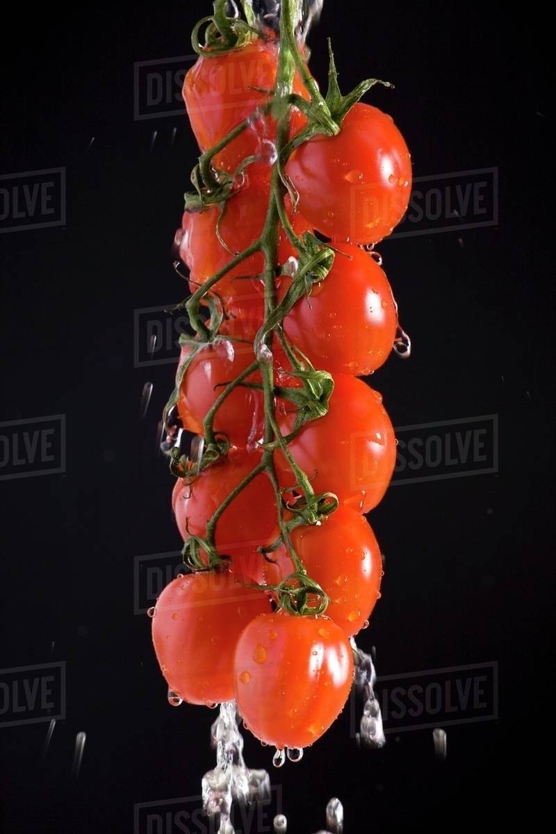 Grape Tomatoes On The Vine Suspended With Water Pouring Off Them