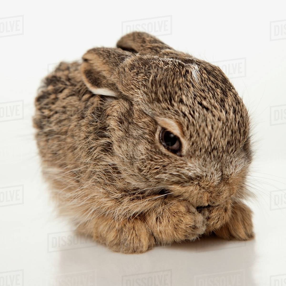 Baby Rabbit Cleaning Himself Stock Photo Dissolve