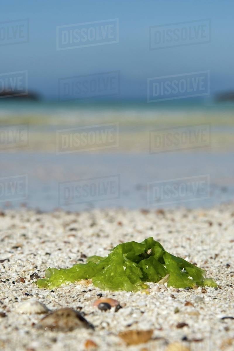 Seaweed On The Sand Stock Photo Dissolve