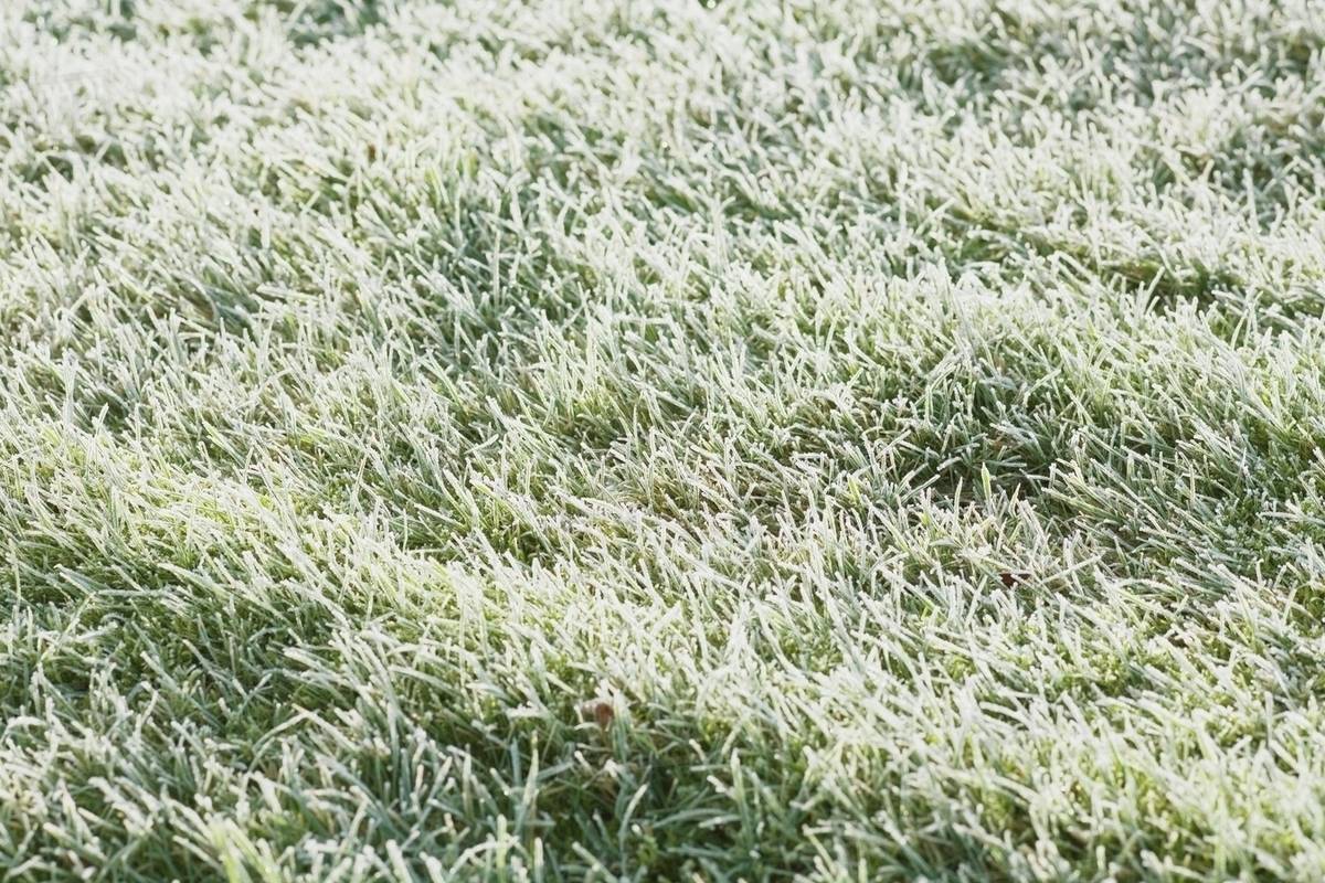 Frozen Grass Stock Photo Dissolve