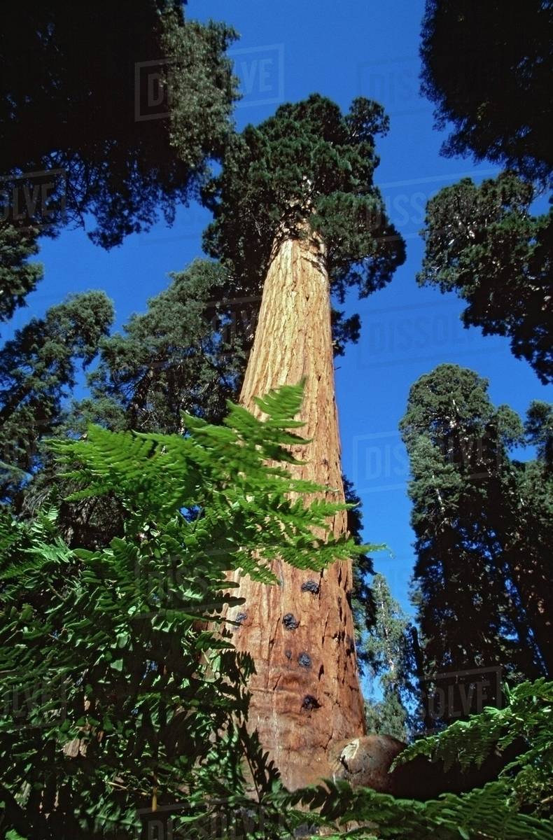 Giant Sequoia Tree (Sequoiadendron Giganteum), Sequoia National Park