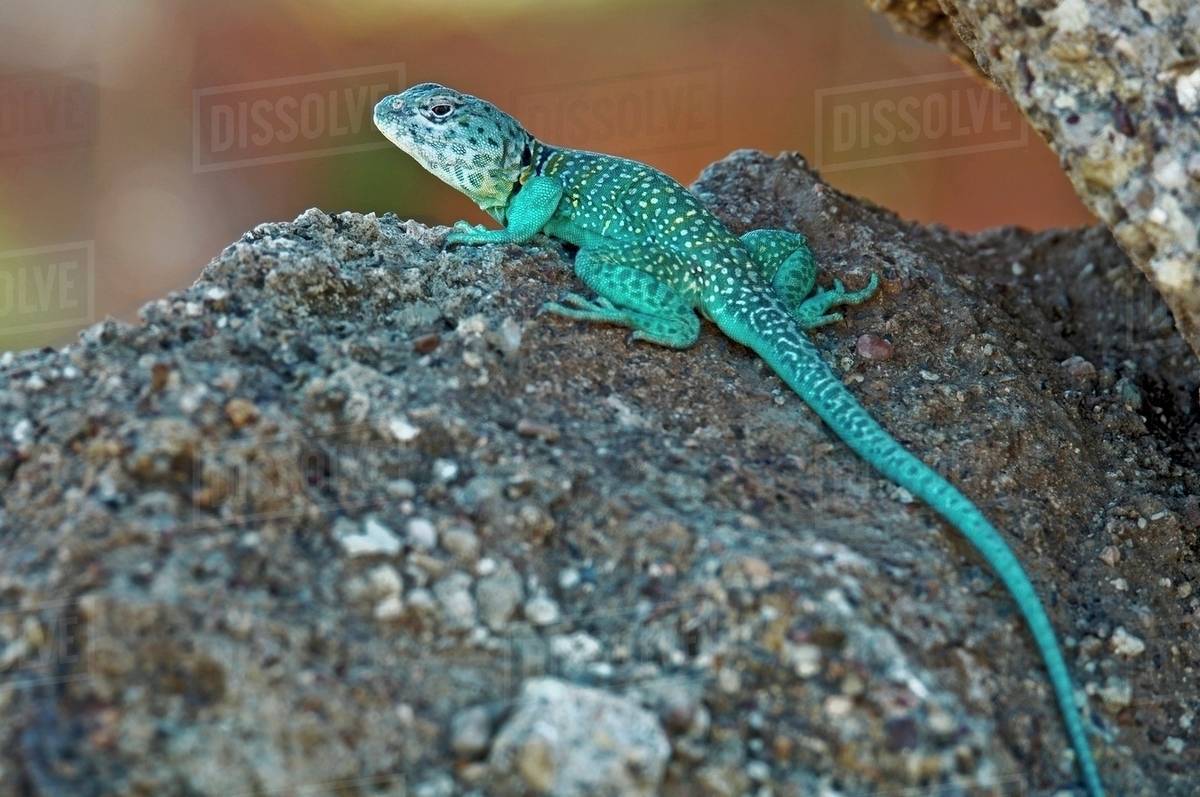 A Male Collared Lizard In Breeding Colors, Lubbock, Texas, Usa Stock