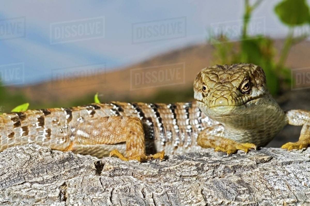 San Diego Alligator Lizard Stock Photo Dissolve
