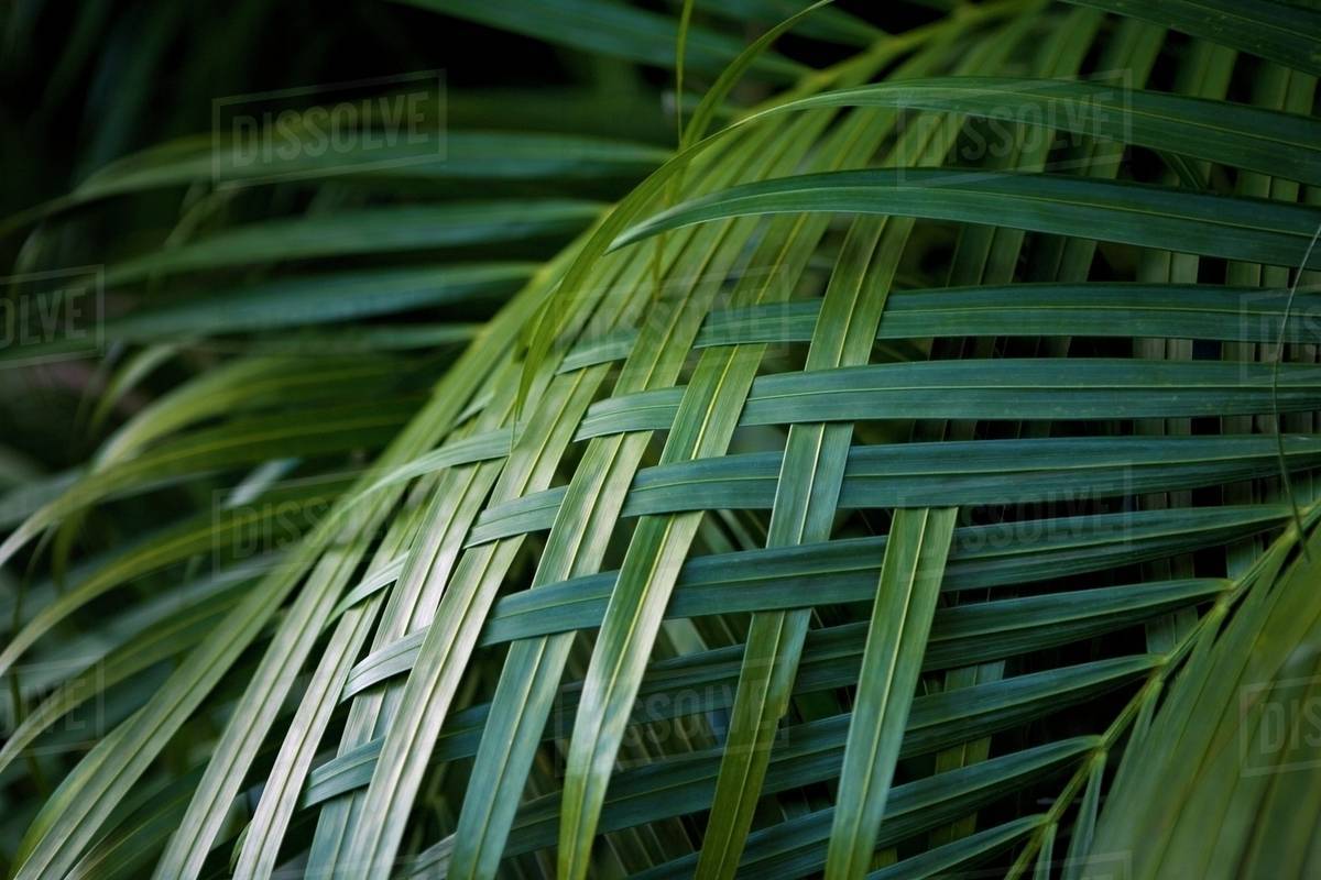 Palm Leaves Woven Together Stock Photo Dissolve