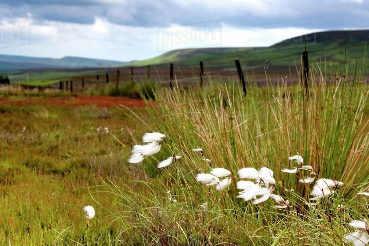 Cotton Grass Stock Photo Dissolve