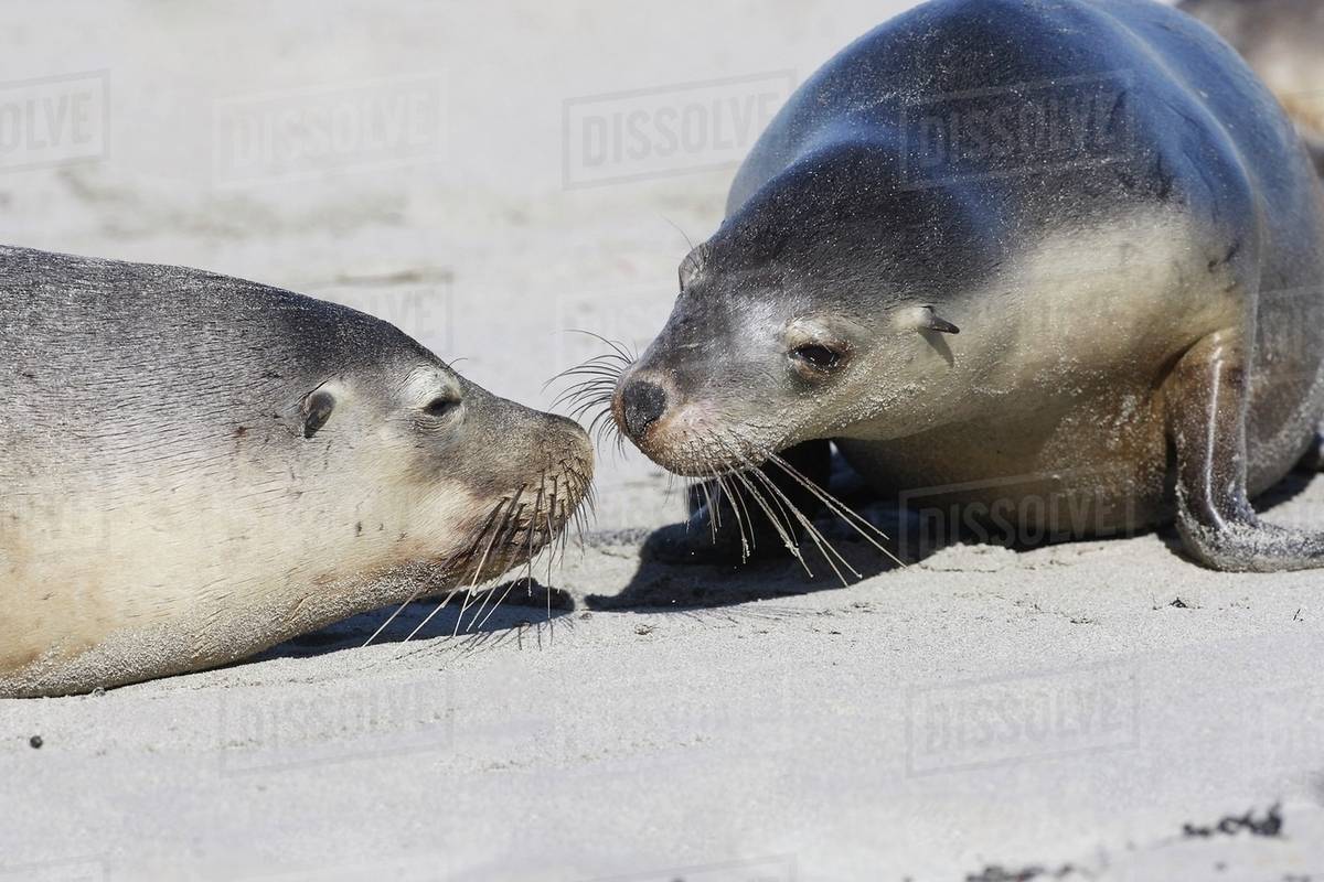 Australian Sea Lions, Neophoca Cinerea, Kangaroo Island, Australia