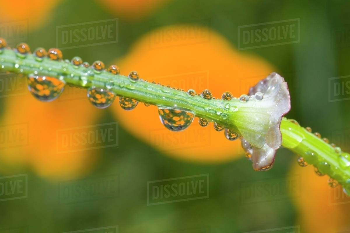 Water Droplets On A Flower Stem Stock Photo Dissolve