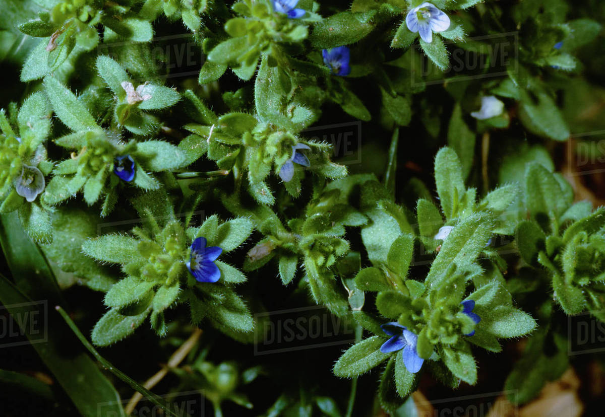 Agriculture Weeds, Corn Speedwell (Veronica arvensis) aka. Common