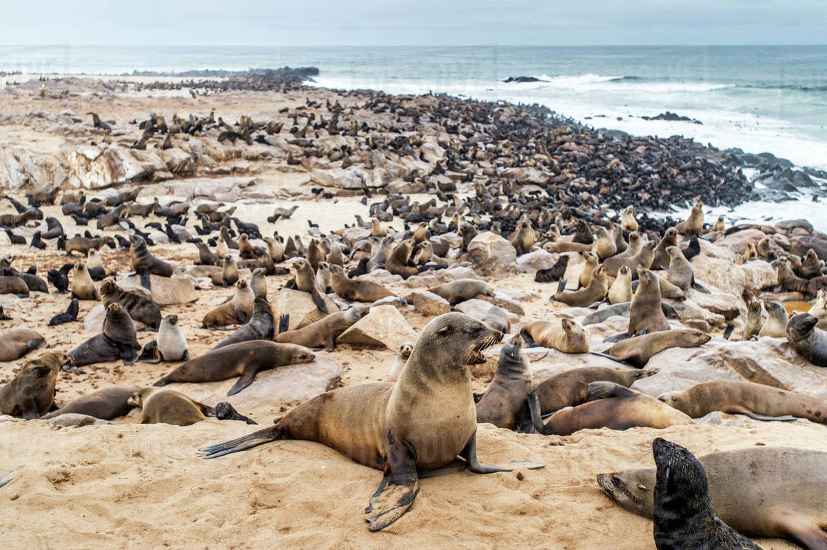 Cape Fur Seals Pinnipedia On The Seal Reserve Of The Skeleton