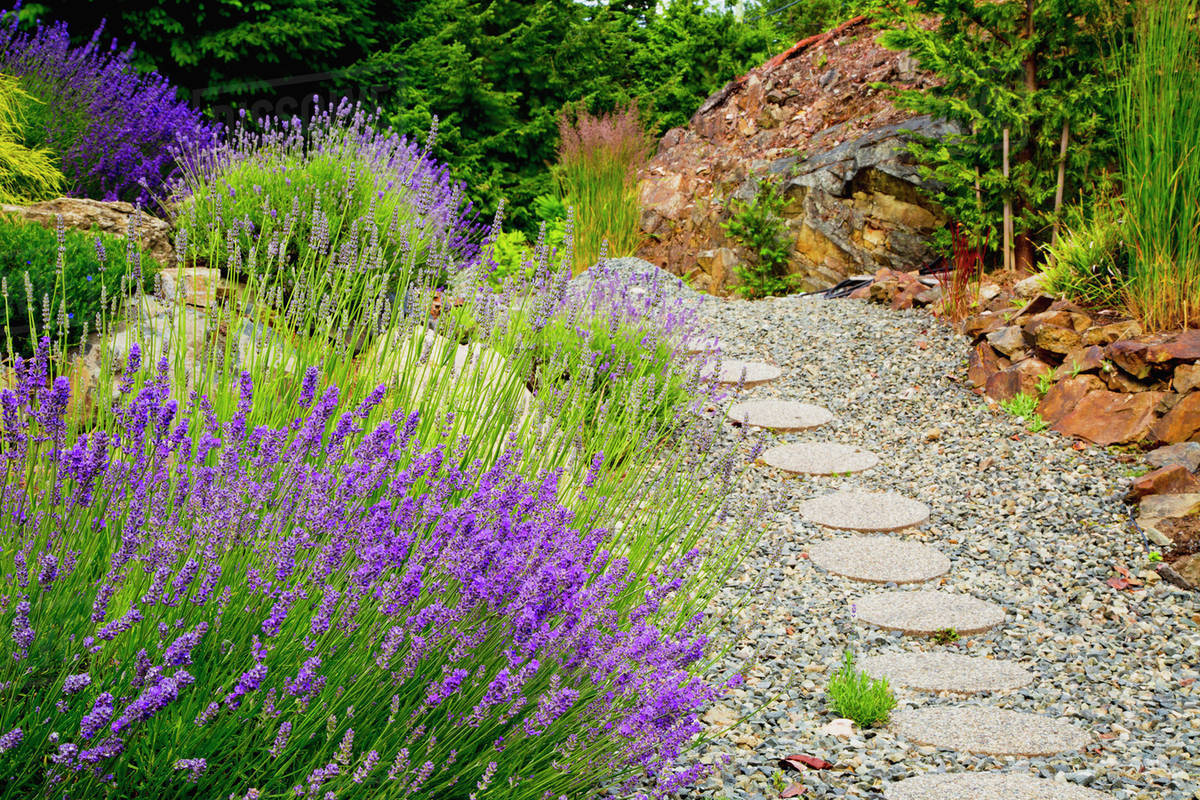 Stepping stones through a garden; Nanoose Bay, British Columbia, Canada Stock Photo Dissolve Stepping stones through a garden; Nanoose Bay, British Columbia, Canada Stock Photo Dissolve