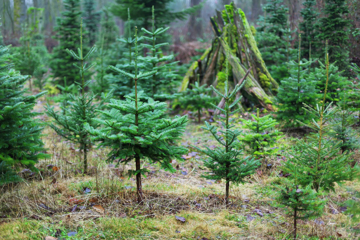 Small Coniferous Trees At A Christmas Tree Farm Langley British Columbia Canada Stock Photo Dissolve