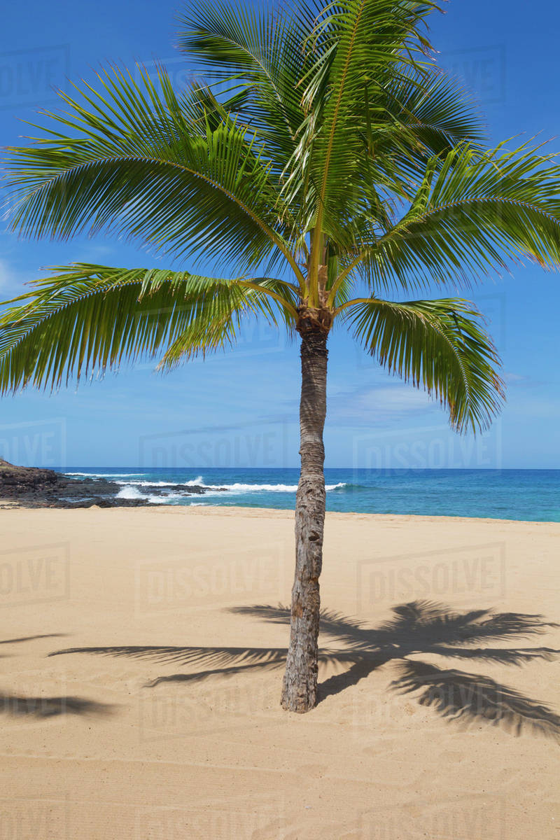 Single palm tree at Hulupoe Beach, Manele Bay; Lanai, Hawaii, United