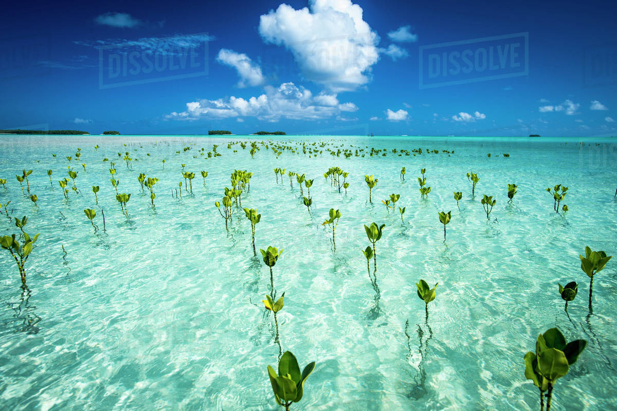 Unlimited Landscape And Design Unlimited Landscape And Design