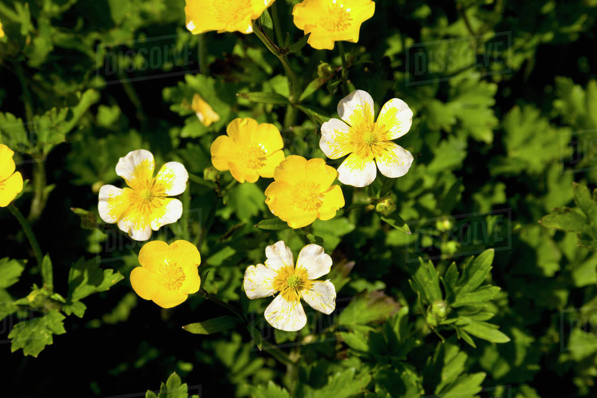 Detail of yellow wildflowers blooming on the tundra, Sand Point, Popof Island, Southwestern