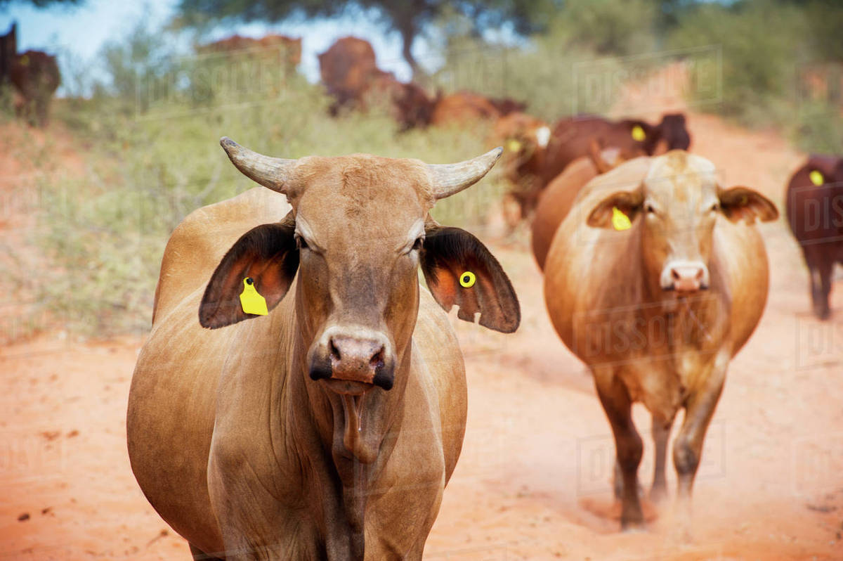 Beef cattle on a farm; Namibia Stock Photo Dissolve