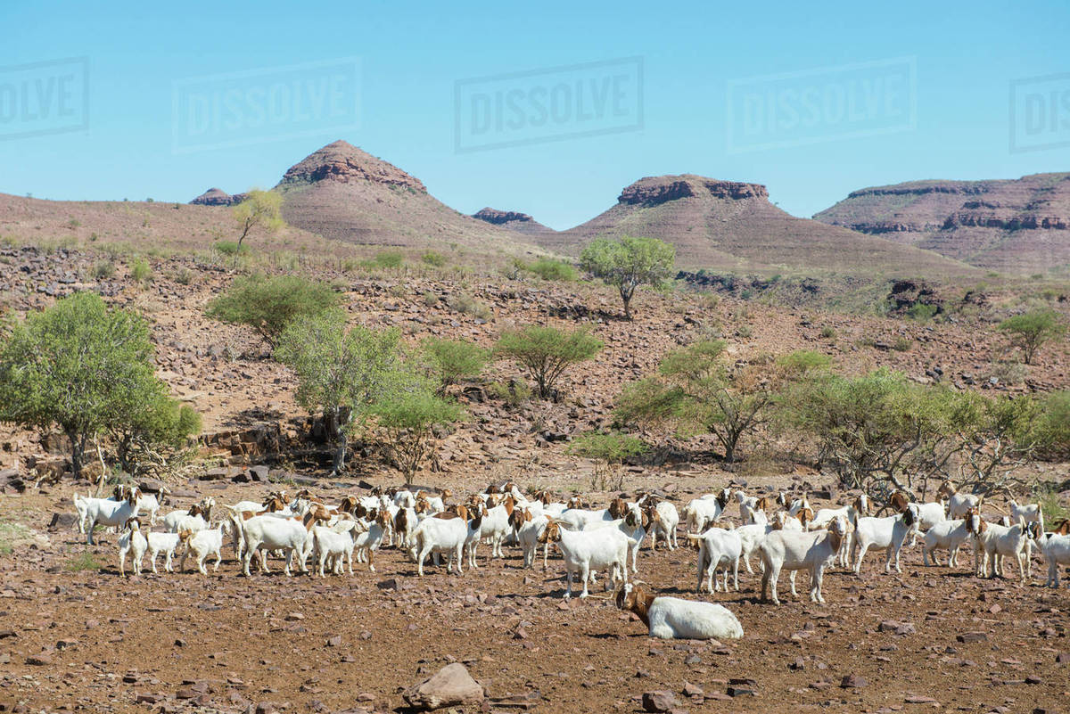 Goats (Capra aegagrus hircus) on a farm; Namibia Stock Photo Dissolve