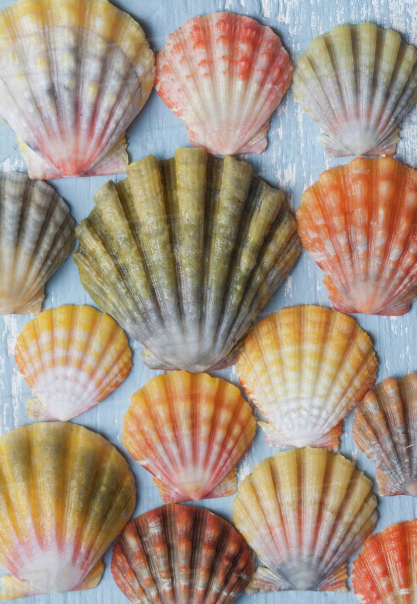 Beautiful rare indigenous Hawaiian sunrise scallop shells (Langford Pecten) laid out on a blue