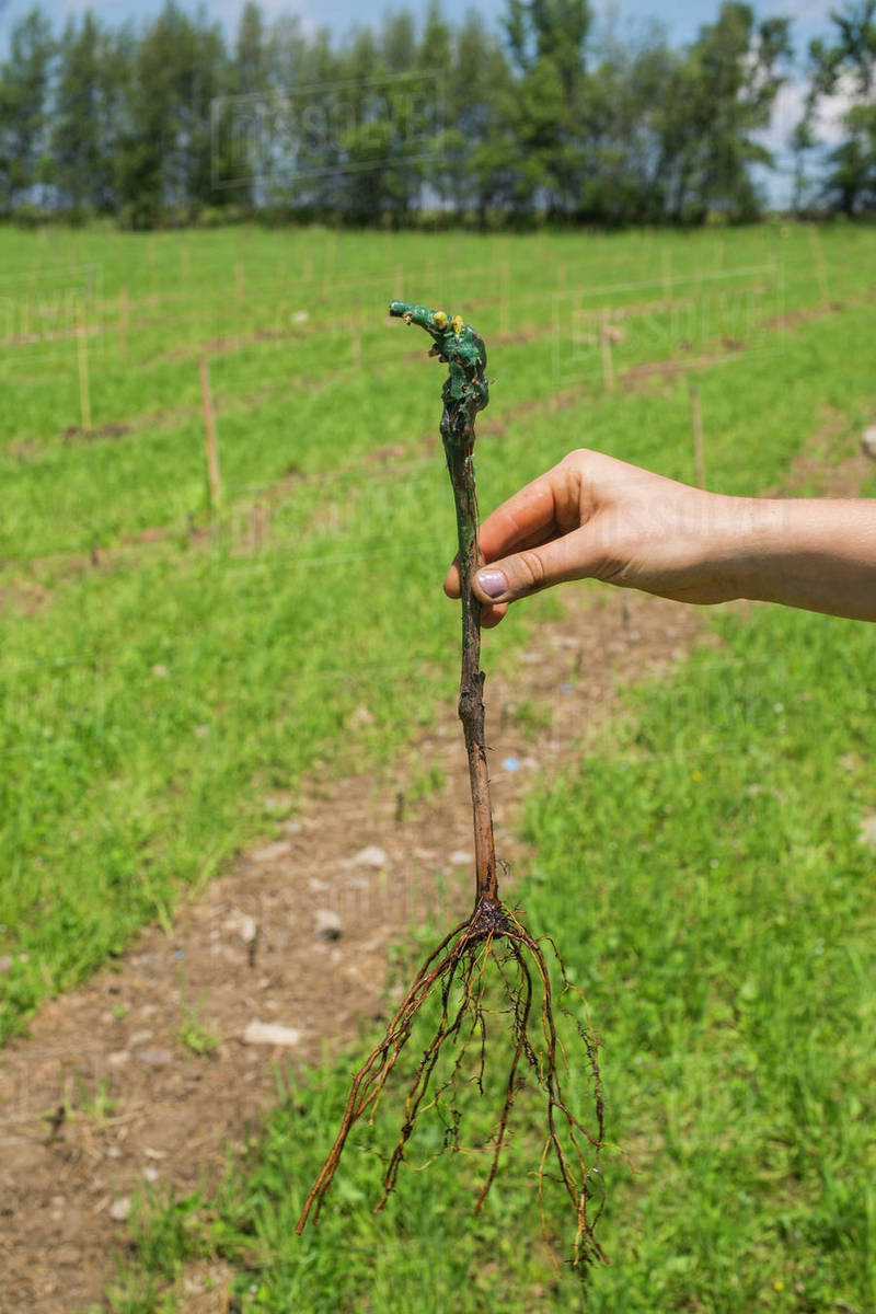 A hand holding a grape vine with roots that is about to be planted in