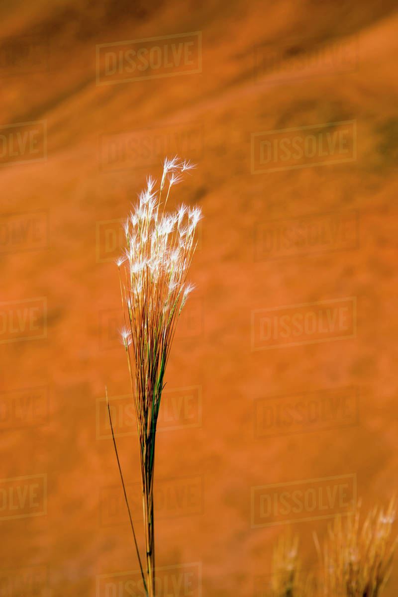 Red dirt stained grass; Kalalau, Kauai, Hawaii, United States of