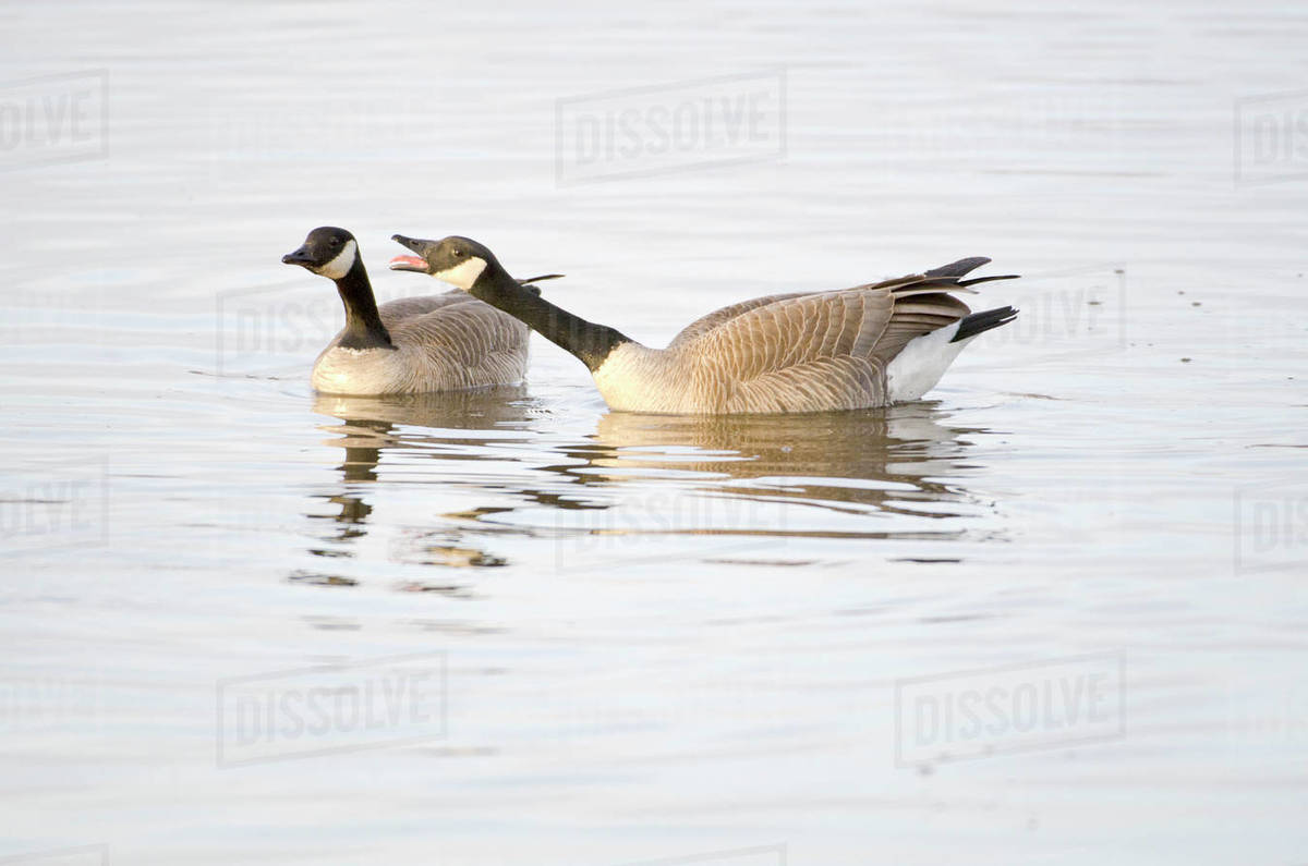 One Canada Goose With Outstretched Neck And Open Bill Honks