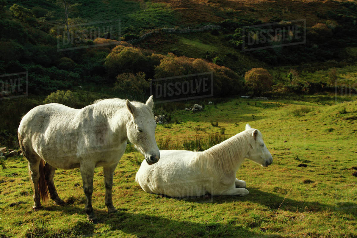 White Horses In Connemara National Park; County Galway, Ireland Stock