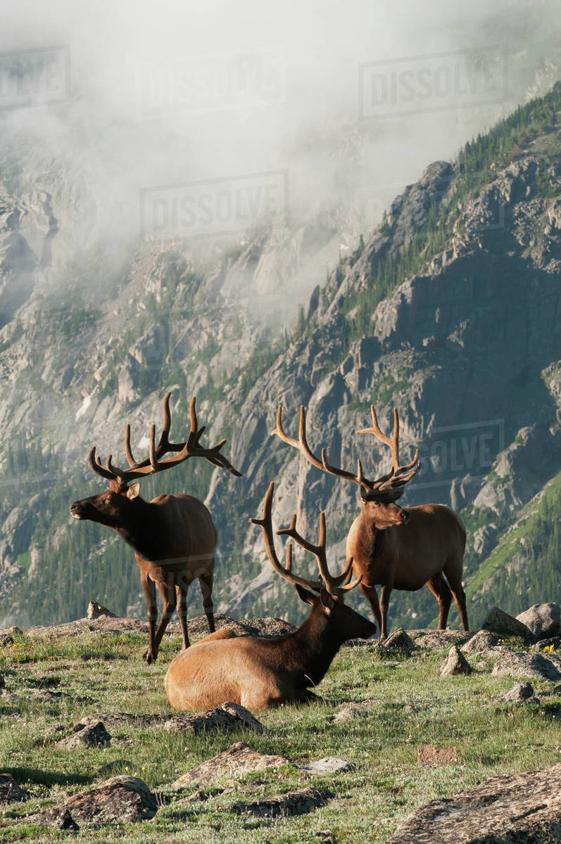 A Trio Of Bull Elk (Cervus Canadensis) On A Rocky Alpine Meadow In