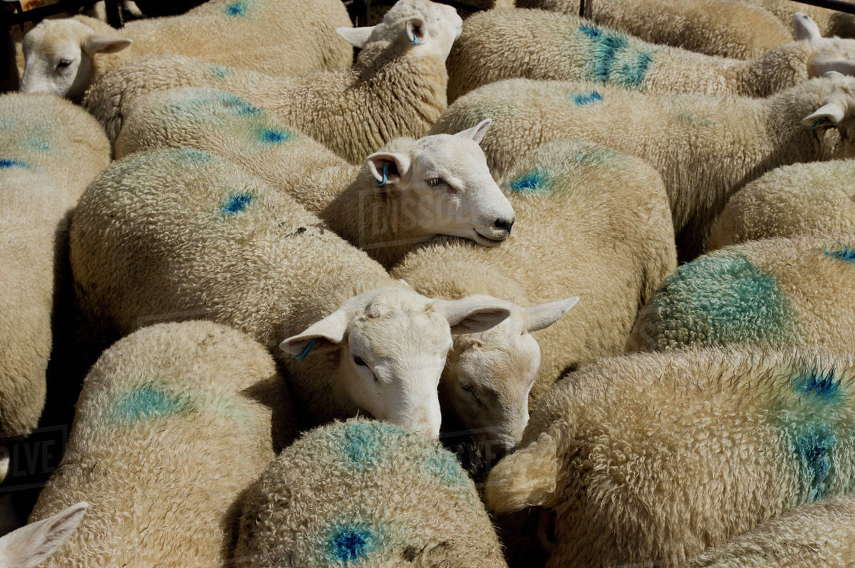 Sheep with blue markings on the wool at the market; Builth Wells, Powys