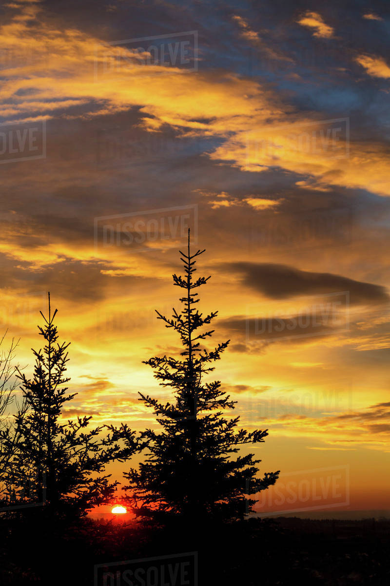 Silhouette of two evergreen trees with dramatic colourful clouds with