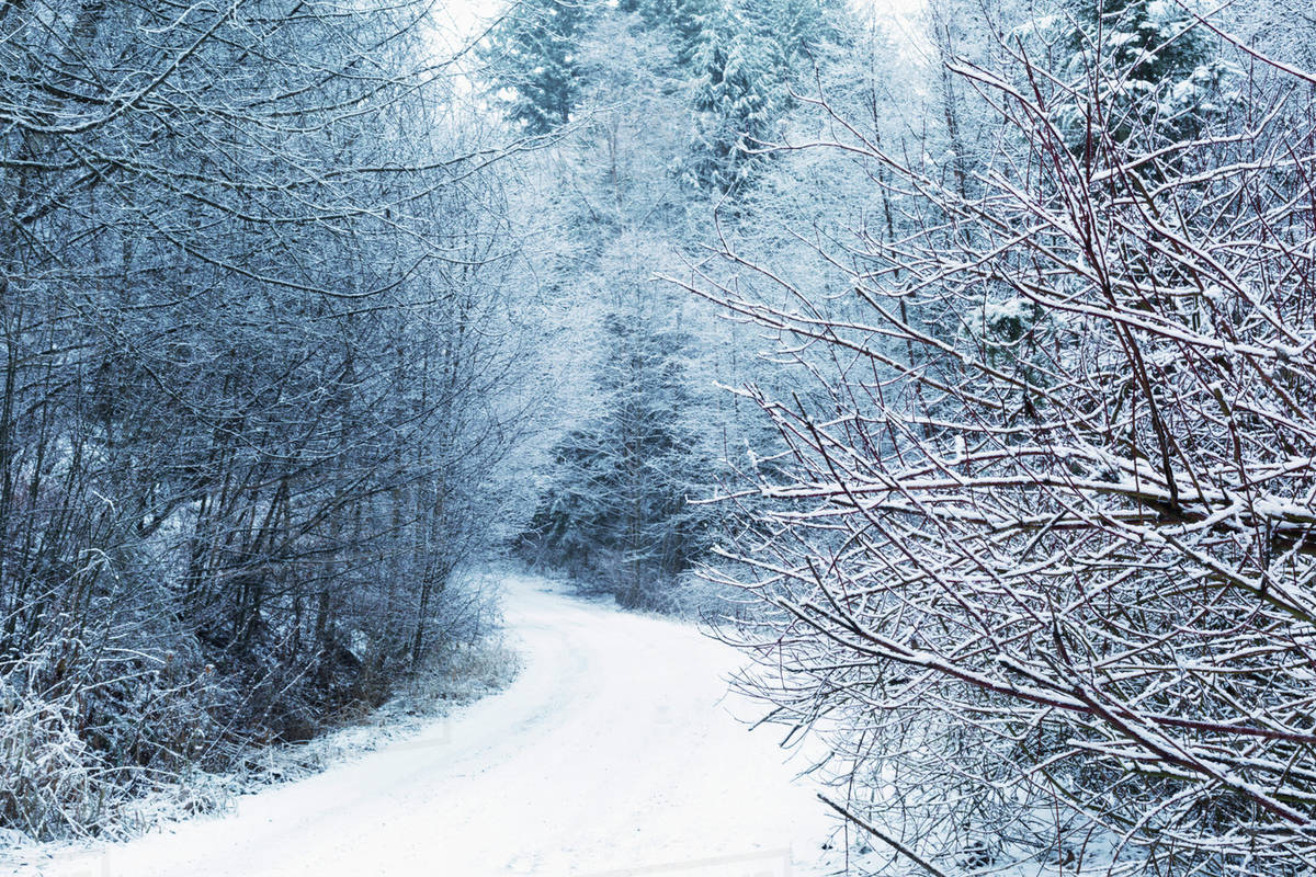 A snow covered road lined with frosty trees; Chilliwack, British