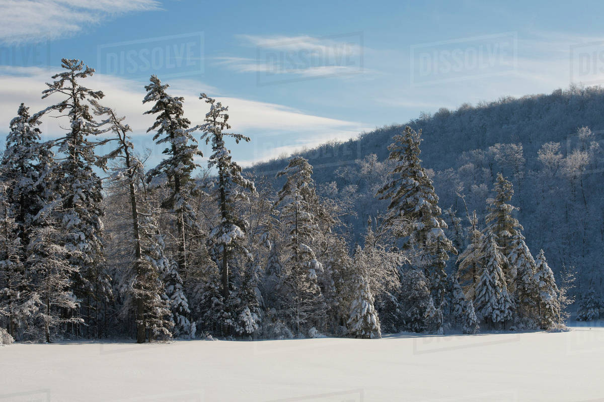 Snow covered hill and coniferous trees under a blue sky, Baker Pond