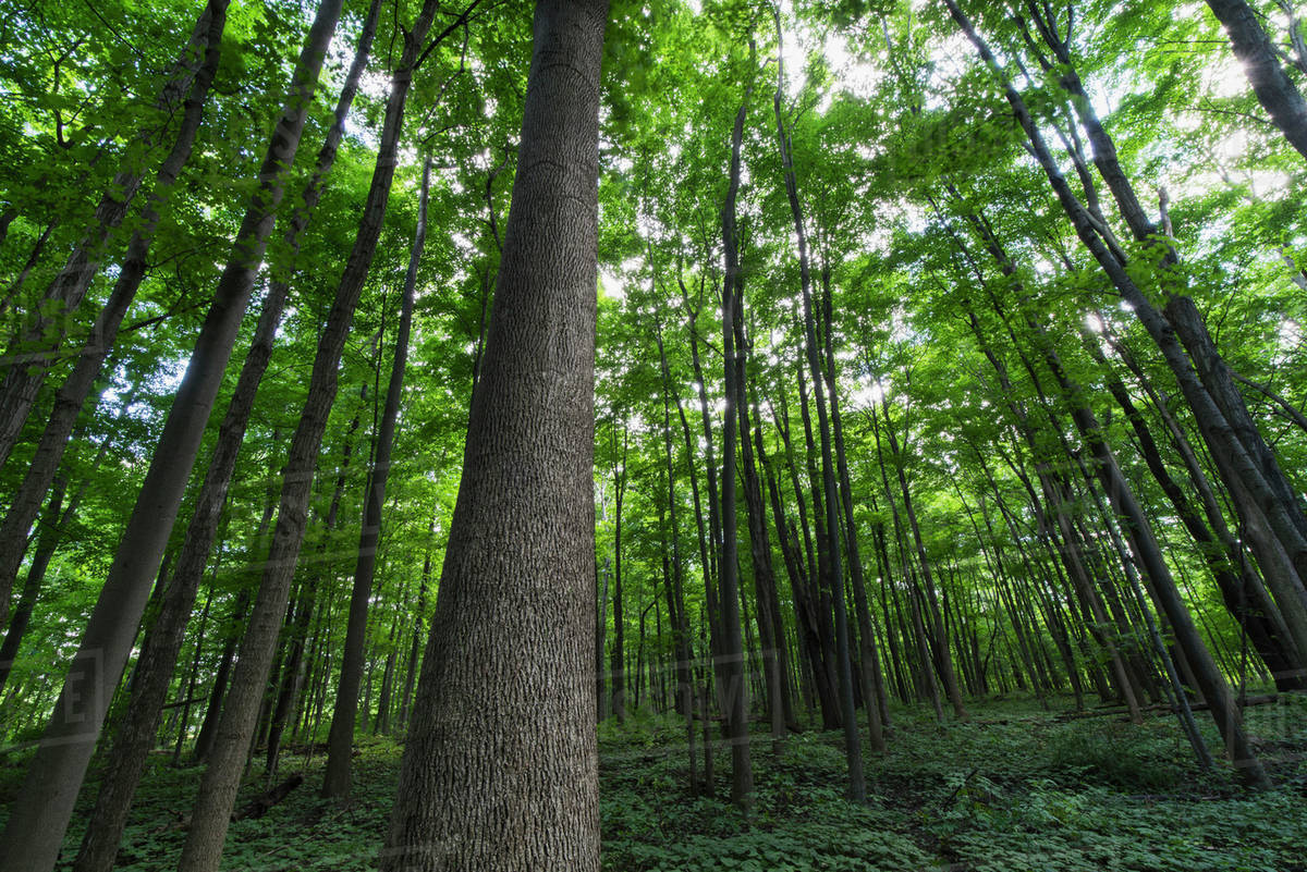 Looking up into the canopy of deciduous trees in an Ontario forest